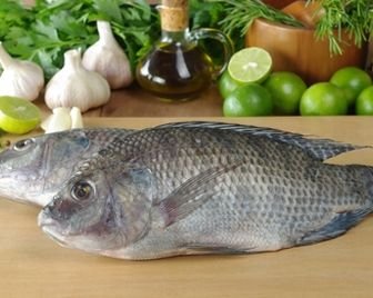 Тилапия сможет прокормить миллионы людей в будущем