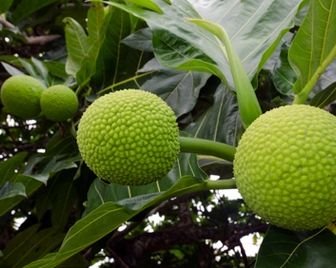 Новый суперпродукт – плод хлебного дерева