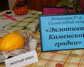 На Камчатке был выращен желтый арбуз