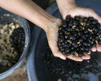 Эксклюзивный кофе, производимый слонами