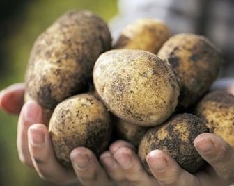 Картофель сдаёт позиции рису